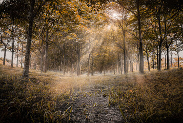 Fototapeta premium Colombia, Tolima