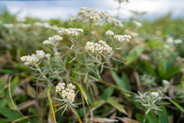 長野県諏訪市の霧ヶ峰を登山している風景 A view of climbing Kirigamine Peak in Suwa City, Nagano Prefecture.