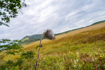 長野県諏訪市の霧ヶ峰を登山している風景