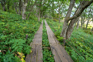長野県諏訪市の霧ヶ峰を登山している風景