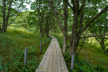 Fototapeta premium 長野県諏訪市の霧ヶ峰を登山している風景