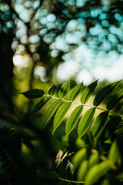 Nature Background
