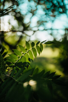 Nature Background