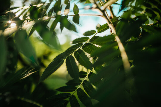 Nature Background