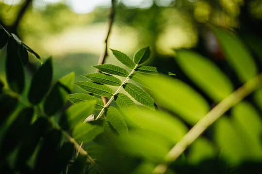 Nature Background