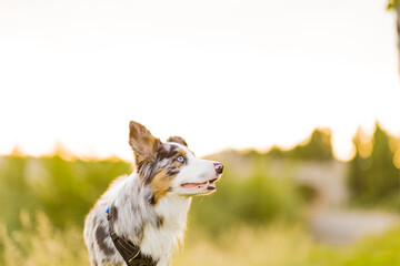 Border collie dog in natural pet enviroment. portrait in a meadow for a cute border collie