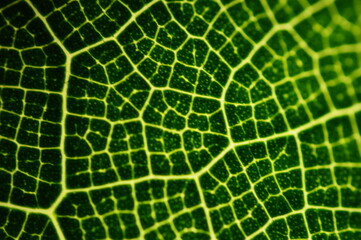 green leaf texture