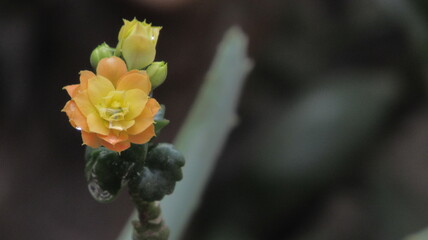 Light yellow flower with water drops | Flor amarela claro com gotas de agua