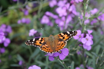 Butterfly closeup pink flower