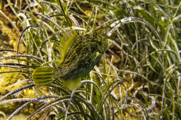 water in the grass