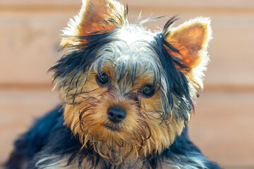 a Yorkshire terrier puppy, wet with dew, plays on the lawn in summer