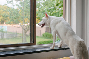 cute dog looking out of the window