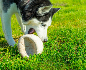 a husky dog has fun playing with a ball on the grass