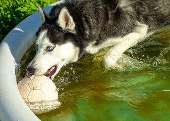 a husky dog has fun playing with a ball in the water