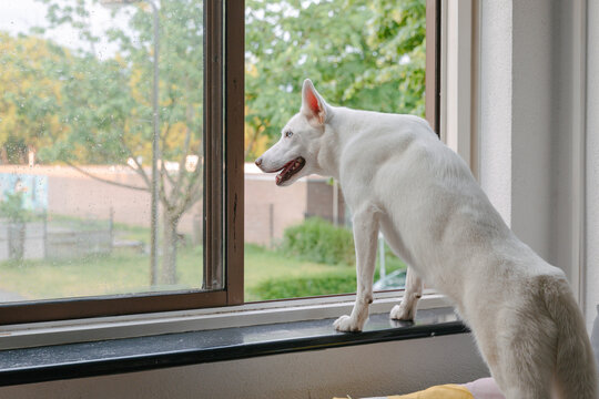 cute dog looking out of the window