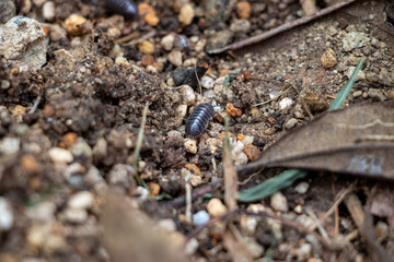 土の上を移動するダンゴムシ