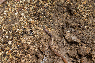 地面を這うミミズ