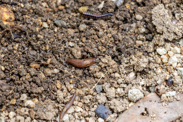 湿った土の上を這うナメクジ