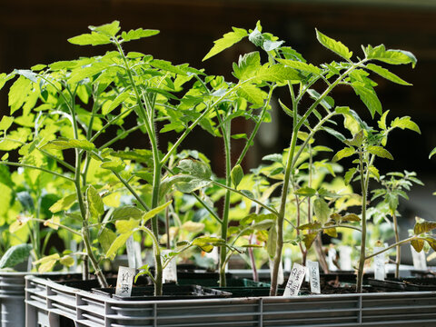 Tomato seedlings