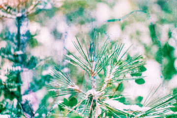 Branch of coniferous tree with snow
