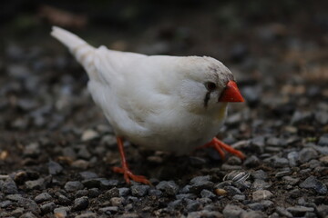 white finch in aviary 