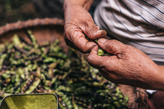 Faceless woman shelling beans while sitting at kitchen table