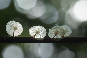 Beautiful Mushrooms in Nature Life's