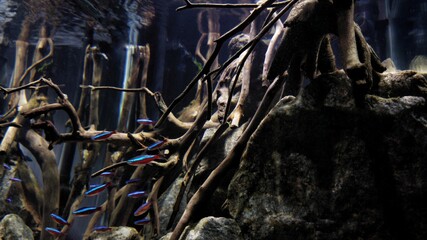 Neon cardinal tetra jungle