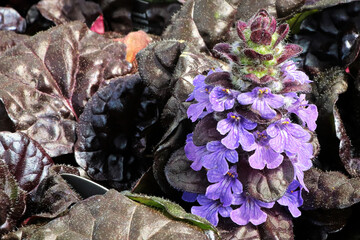 Closeup of Ajuga Black Scallop flowers blooming