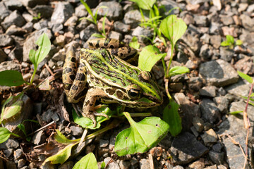 A green frog on the ground