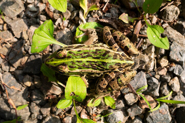 A green frog on the ground