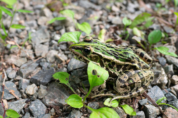 A green frog on the ground