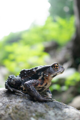 A gray frog on the stones
