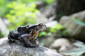 A gray frog on the stones
