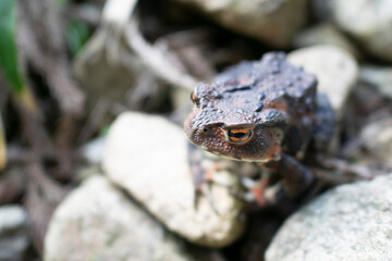 A gray frog on the stones
