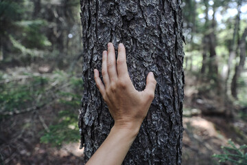 Hand touching tree trunk