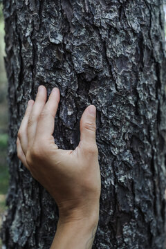 Hand touching tree trunk