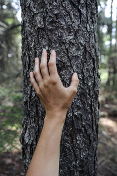 Hand touching tree trunk
