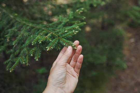 Hand touching pine tree