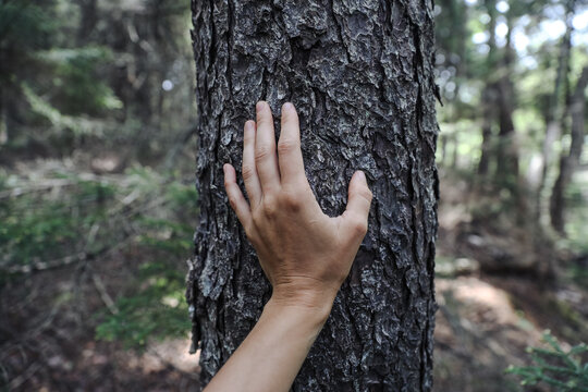 Hand touching tree trunk