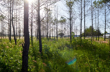 bosque