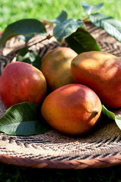 Freshly harvested mangos