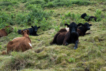 Galloway cattle herd sitting on a hillside on the Malvern Hills. UK