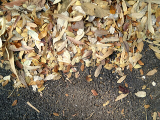 Dried leaves on asphalt road.