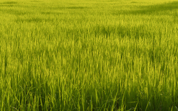 Paddy field. Paddy, Organic Agriculture, Ears Of Rice In The Field. Close up rice swaying by wind in rice paddy. grain in paddy field concept. close up of green rice field.