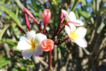 pink and white frangipani blossom spiral