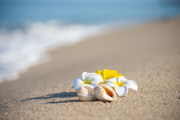 砂浜とプルメリア