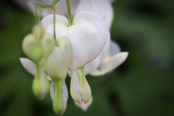 Fototapeta na wymiar Macro photo of white Bleeding Heart flowers blooming
