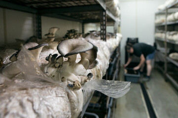 Oyster Mushrooms Being Cultivated In Controlled Environment