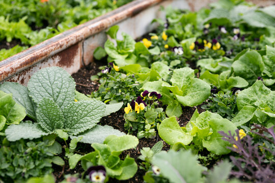 Overhead View Of Edible Viola And Borage Growing